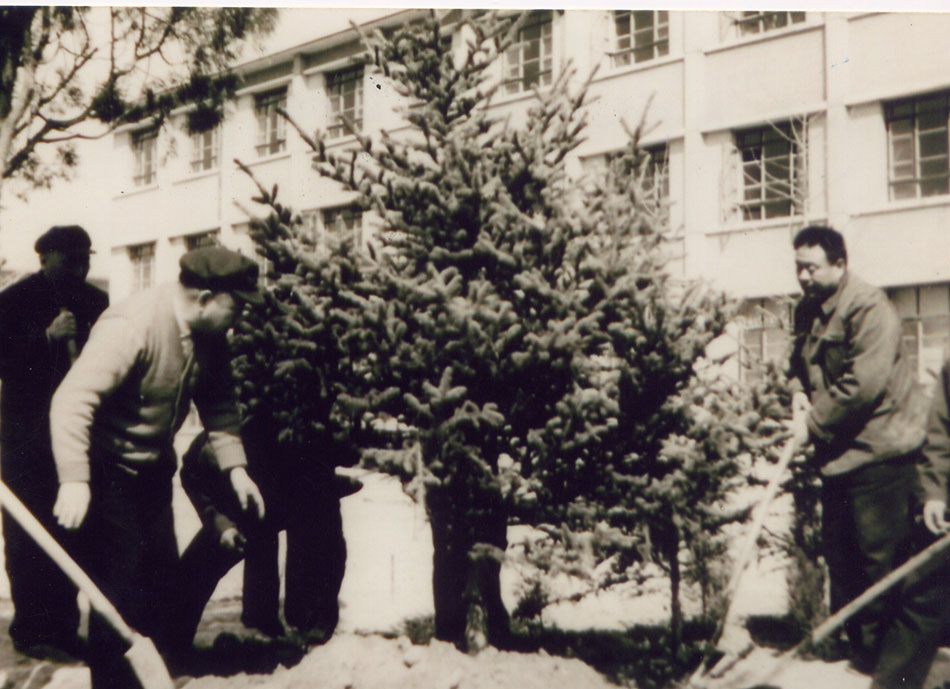 1984年，高鸿昌院长（左二）在研究所楼前亲手栽植云杉树